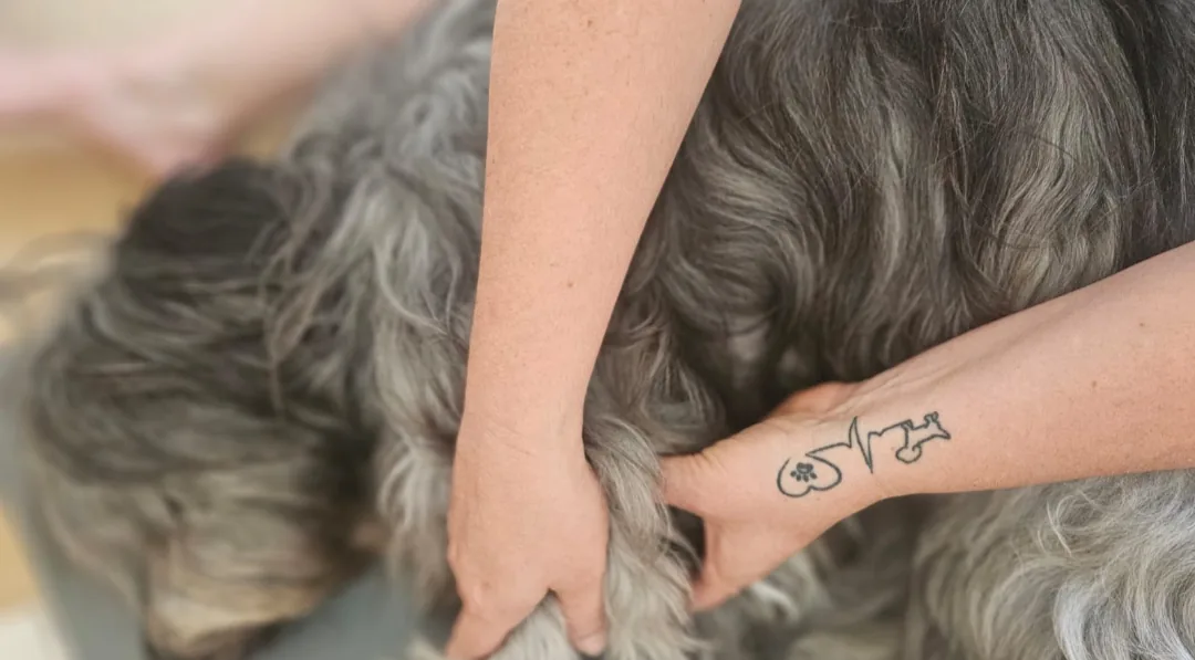 Vertraute Nähe – Hand mit Dogrelation-Tattoo streichelt einen Hund