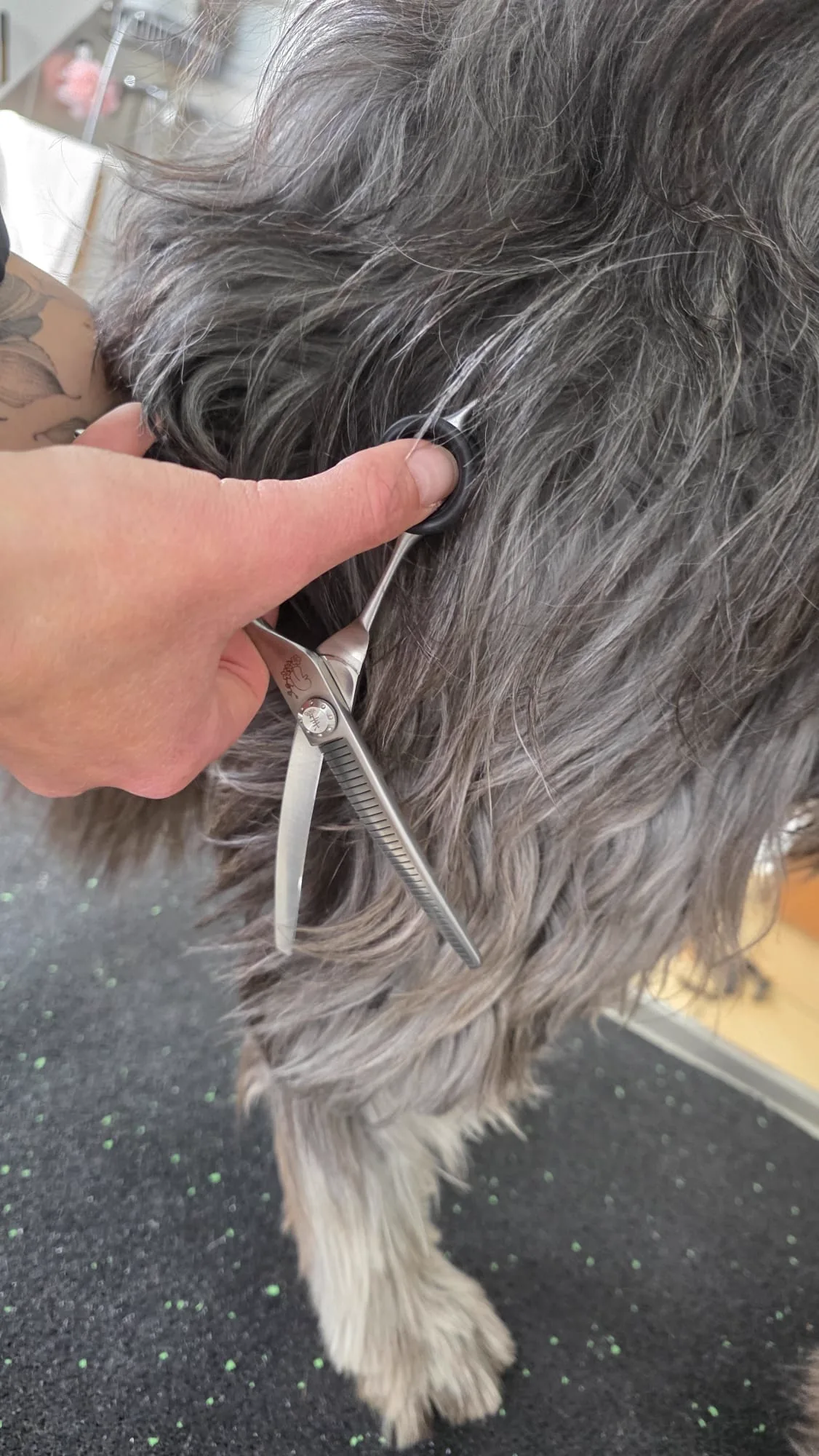Effilierschere im Einsatz – Detailaufnahme beim Fellschnitt am Hundekörper, Dogrelation Hundefriseur Enns