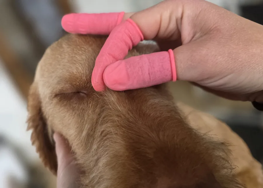 Entspannende Fellmassage beim Hundefriseur – Dogrelation Enns