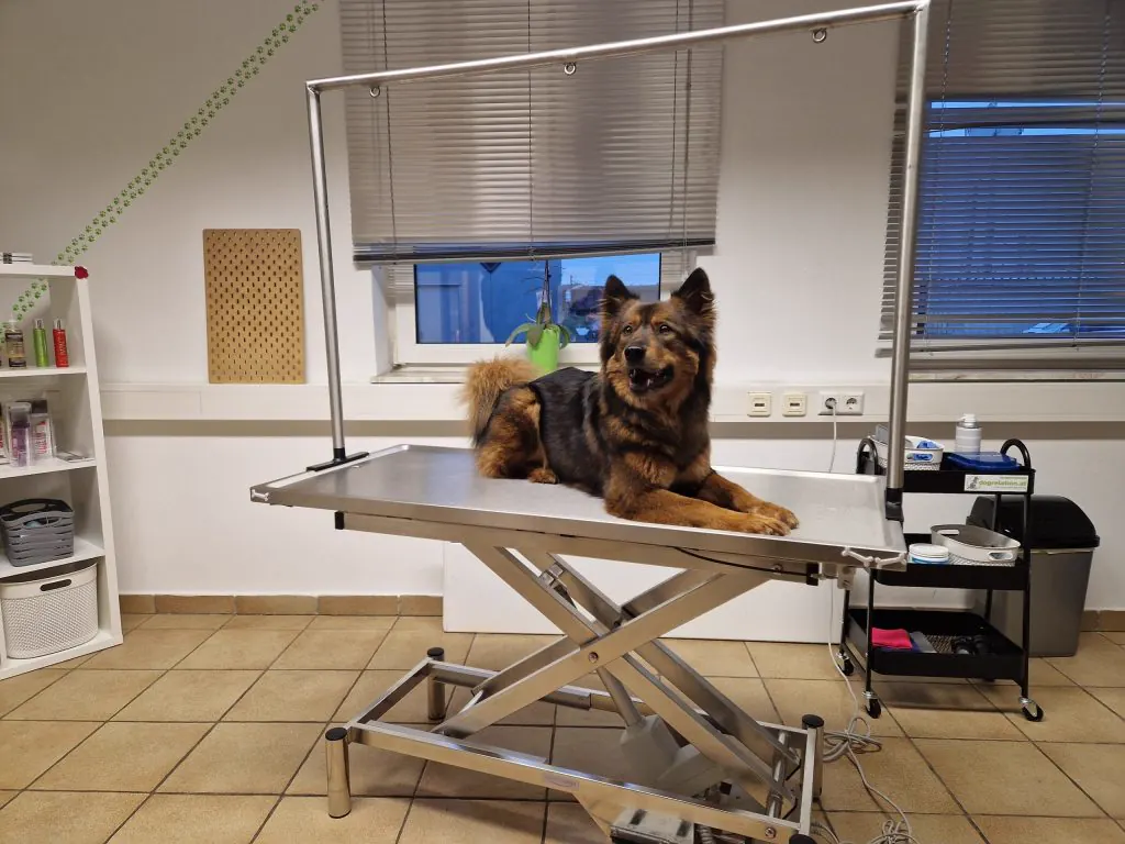 Großer Schäferhund-Mix entspannt auf dem höhenverstellbaren Pflegetisch im Hundesalon – Dogrelation Enns