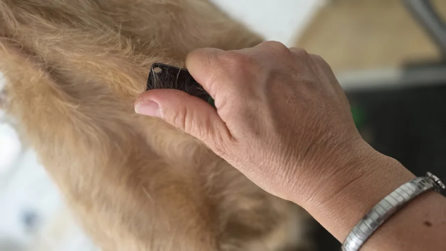 Kämmen und Fellpflege beim Hundefriseur – Dogrelation Oberösterreich