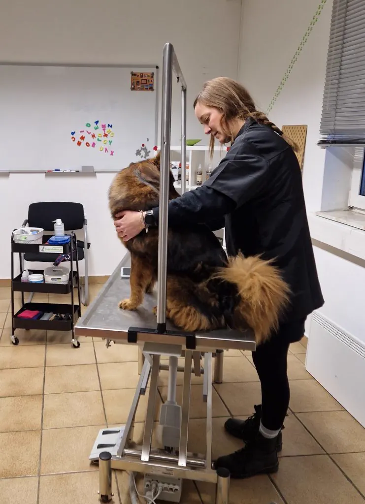 Hundefriseurin pflegt großen Langhaar-Hund am Pflegetisch – Dogrelation Hundesalon Enns