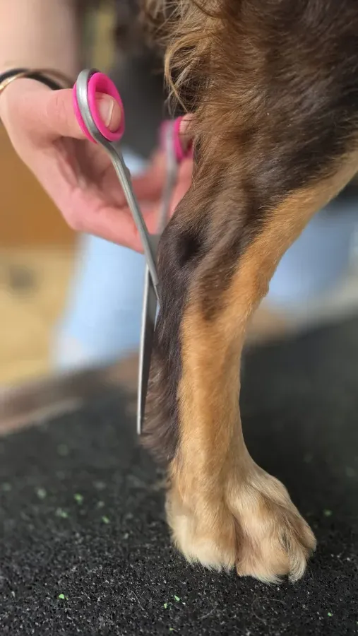 Pfotenpflege mit Schere – Dogrelation Hundefriseur Enns