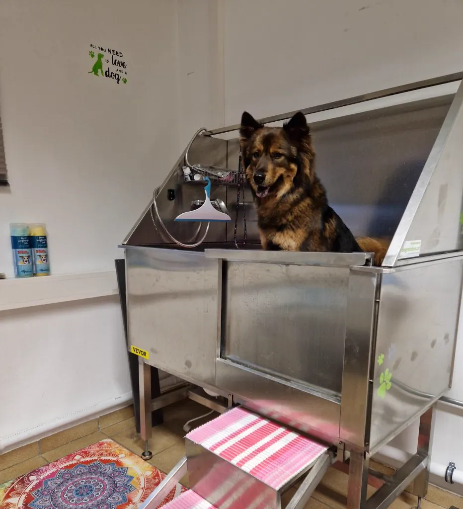 Großer Schäferhund-Mix in der Edelstahl-Waschwanne mit Antirutsch-Treppe – Dogrelation Hundefriseur Enns