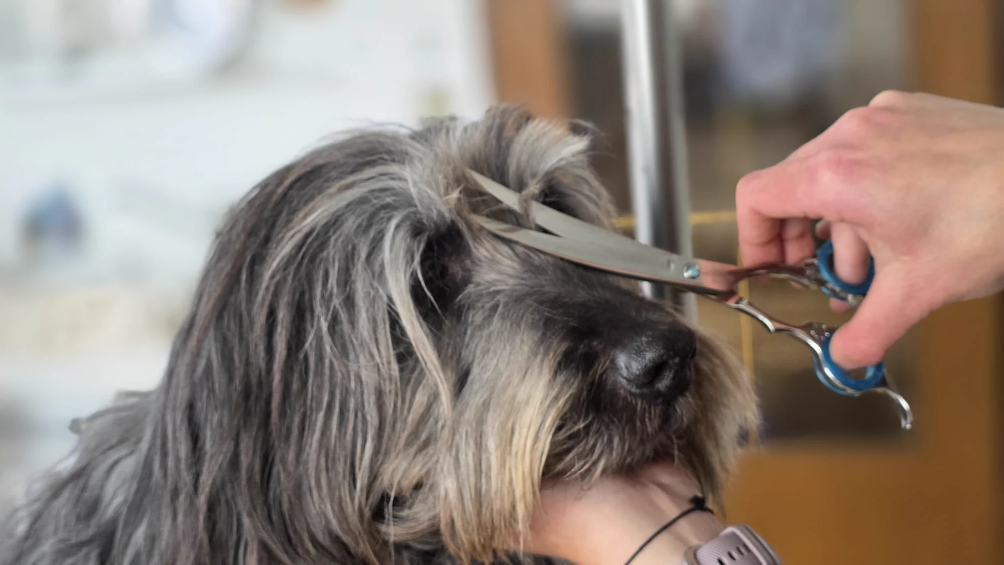 Hundefriseurin schneidet mit der Schere das Fell eines zotteligen Hundes – Dogrelation Hundesalon Enns