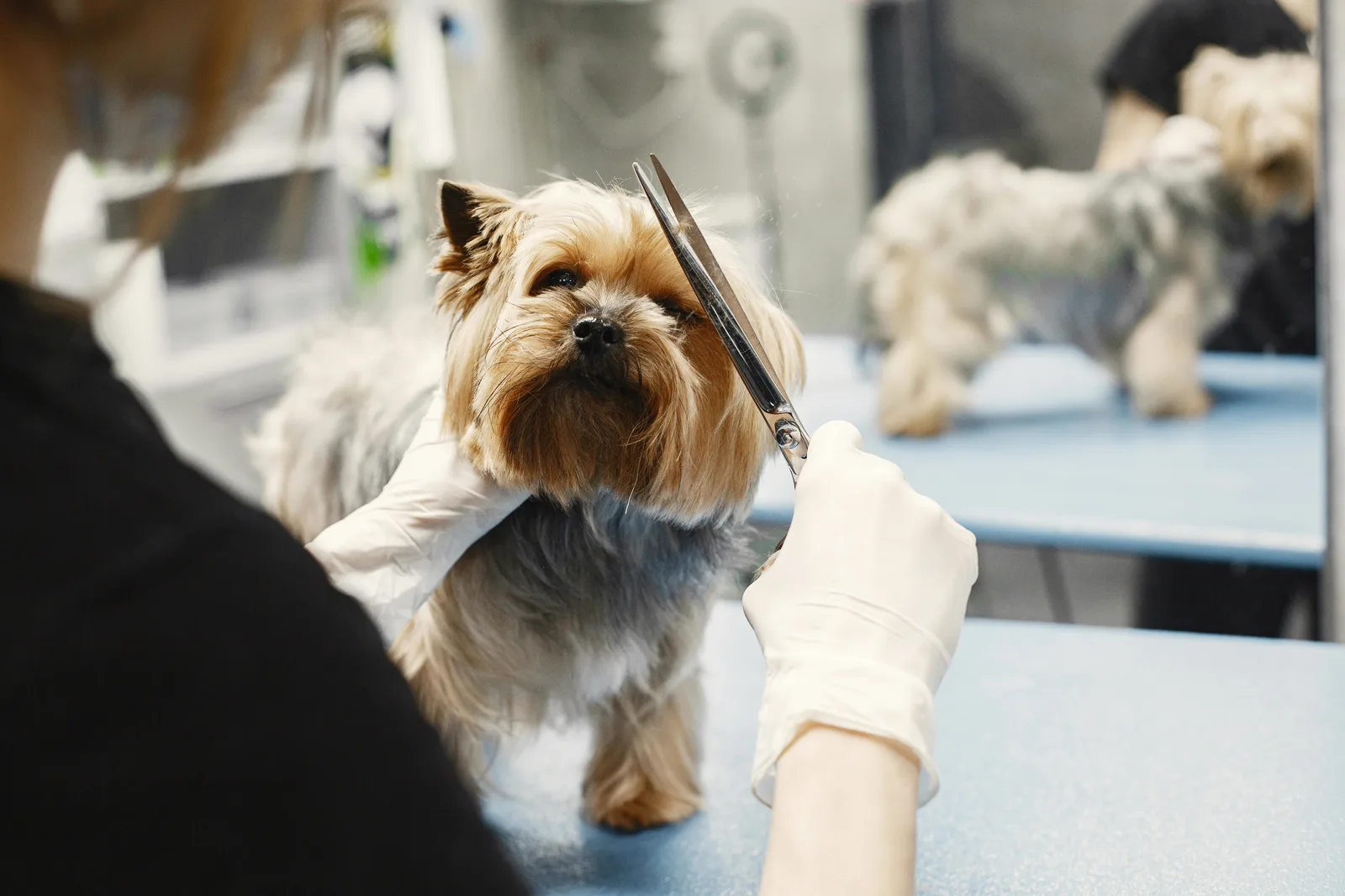 Yorkshire Terrier beim Fellschnitt mit der Schere – Dogrelation Hundefriseur in Enns