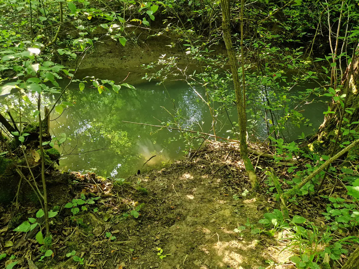 Grüner Naturteich im Wald an der Wasserstelle des Dogrelation Hundeplatzes in Steyr-Wolfern