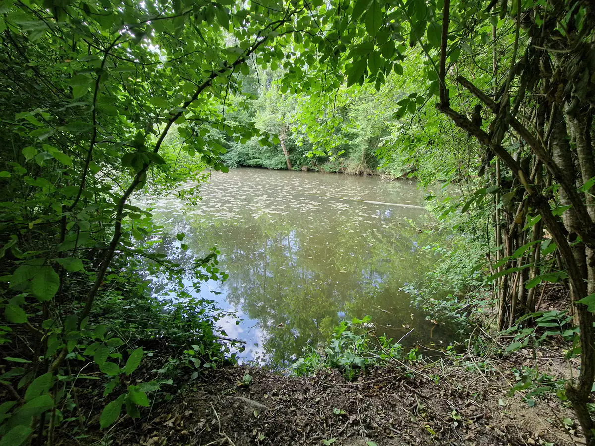 Ruhiger Teich mit Spiegelung der Bäume an der Wasserstelle am Dogrelation Hundeplatz Steyr-Wolfern