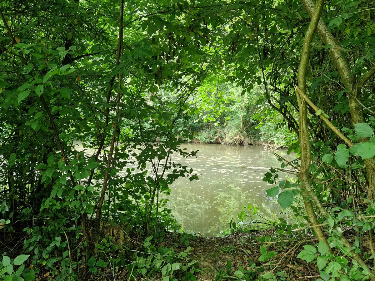 Schattiger Uferzugang zur Wasserstelle durch dichtes Grün am Dogrelation Trainingsgelände Steyr-Wolfern