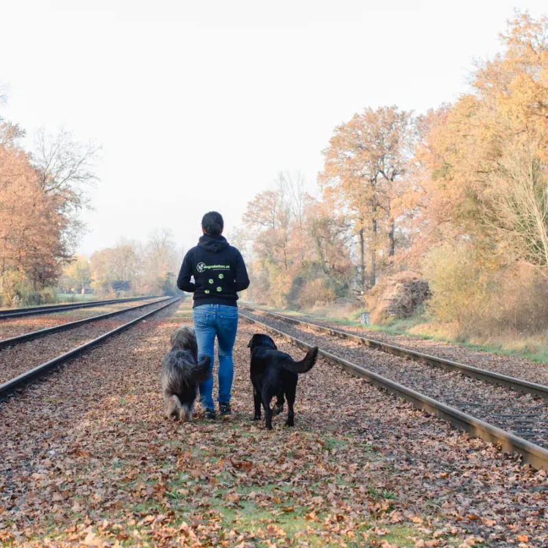 Hundetraining bei Dogrelation in Enns – Silke mit zwei Hunden im Herbst