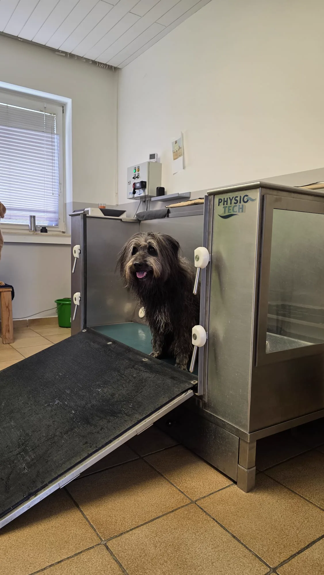 Drahthaar-Hund steht auf der Rampe des Unterwasserlaufbands und blickt in die Kamera