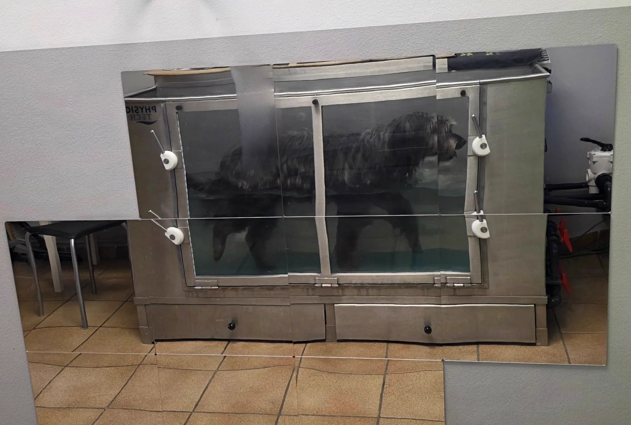 Spiegelreflexion: Hund läuft im Unterwasserlaufband bei Dogrelation in Enns